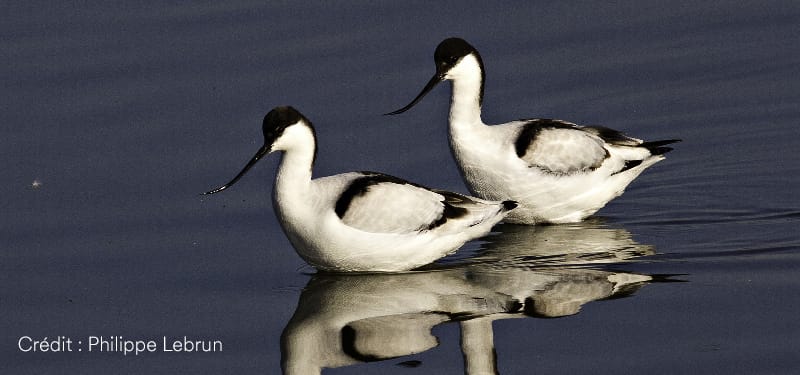 Avocette du marais