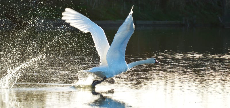 Cygne du marais